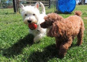 Our facility is located on a 10-acre farm in beautiful York, SC. Completely fenced and set back from the main road, it is the ideal rural setting for dogs to enjoy off leash fun.