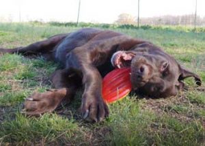 Our philosophy at Sheba’s is that all doggy campers should enjoy hours of off leash fun while boarding.