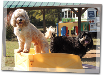 Our philosophy at Sheba’s is that all doggy campers should enjoy hours of off leash fun while boarding.