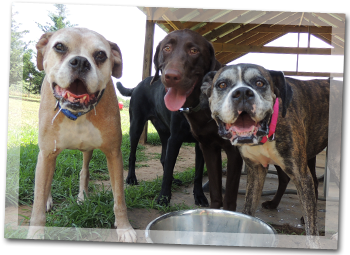 Upcoming Events & Calendar at Sheba's Doggy Daycare