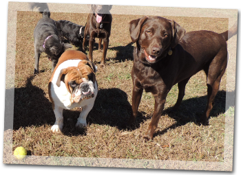 Day Camp - Sheba's Doggy Daycare