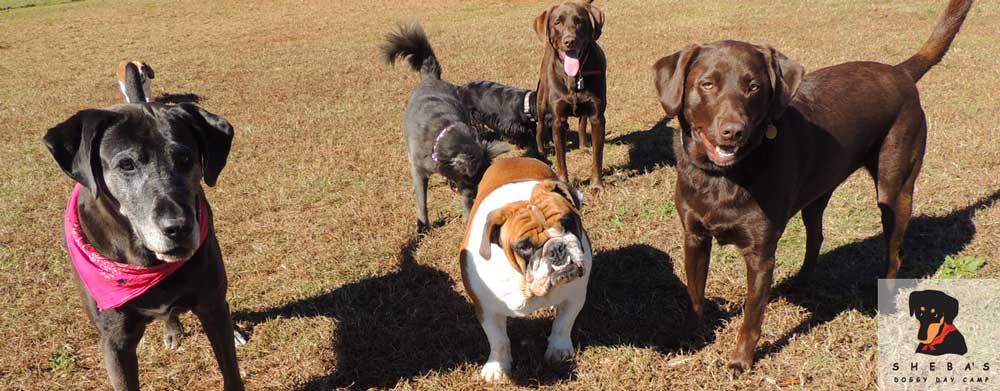 Is Your Favorite Canine A Good Candidate For Doggy Day Care?