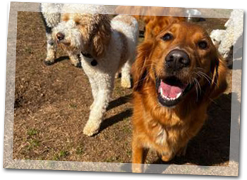 Sheba's Doggy Day Care - Where every dog is a happy camper!