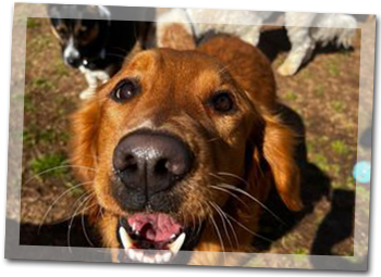 Sheba - Of Sheba's Doggy Daycare