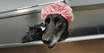Grooming Services at Sheba's